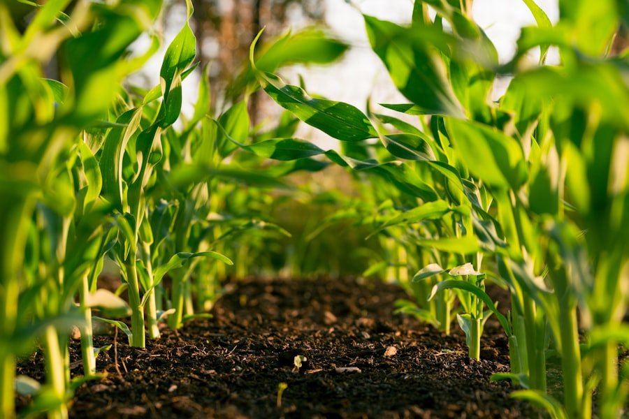 Agricultural fields and farm infrastructure